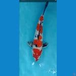 sangke ginrin 40 cm