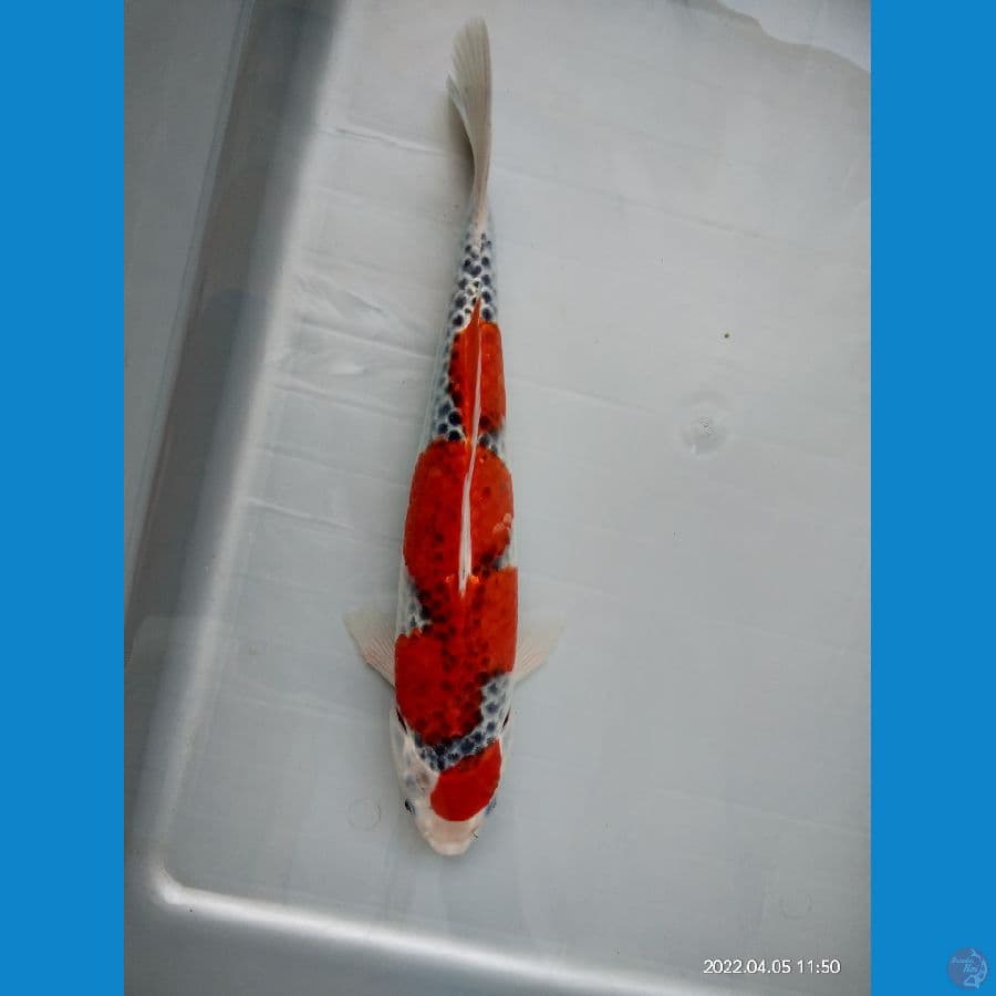 Goshiki Maruten inazuma Sq 30cm