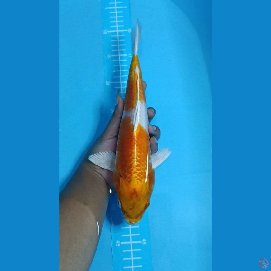 HARIWAKE ~ 30CM