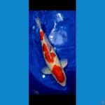 Kohaku Super Red 3 Step 54 cm