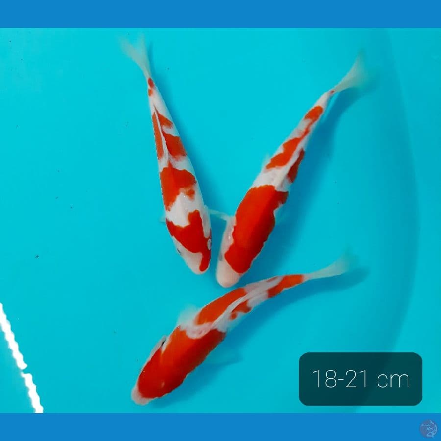 paket 2 ekor kohaku 18-21 cm