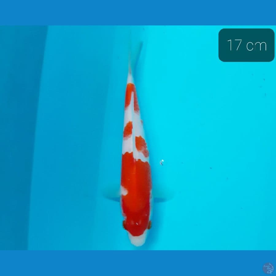 kohaku 17 cm