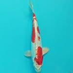 Kikhusui  29 cm