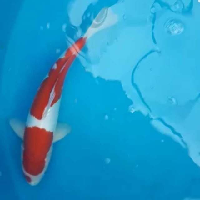 Kohaku doitsu