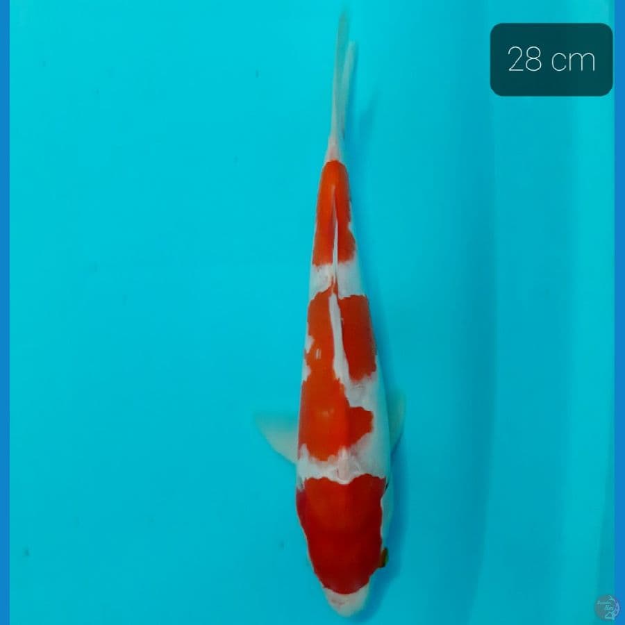 kohaku 28 cm