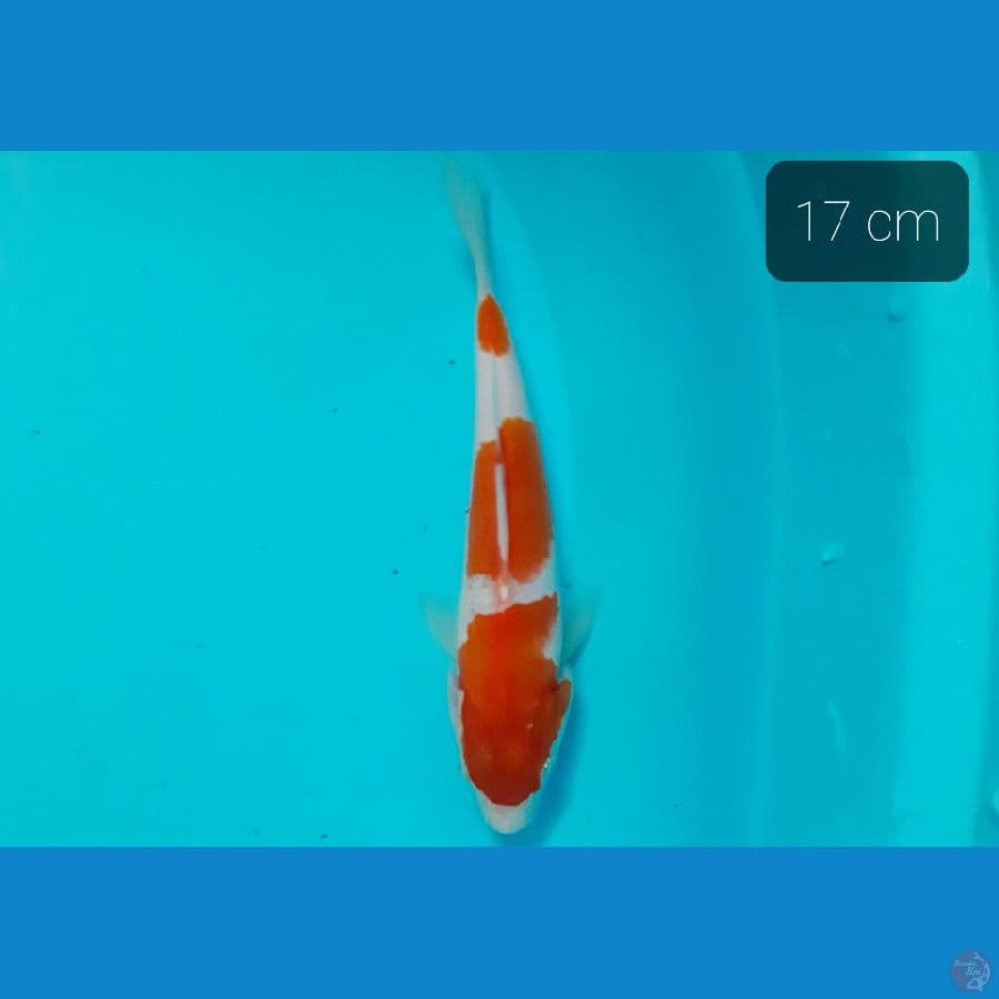 kohaku 17 cm