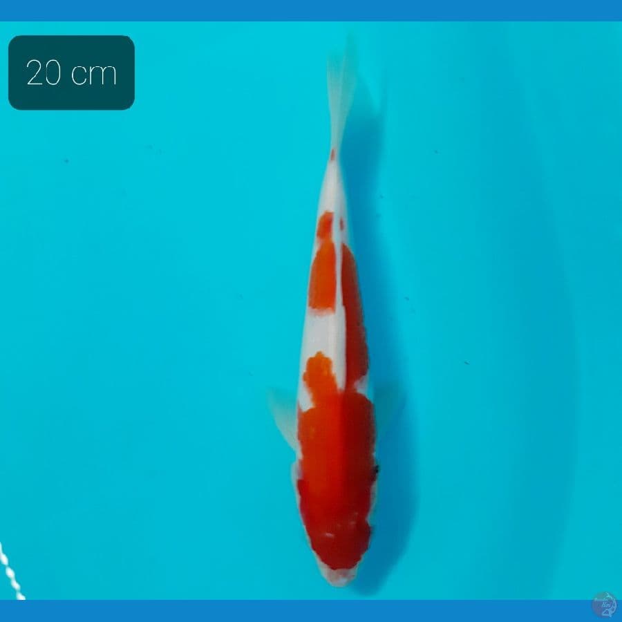 kohaku 20 cm
