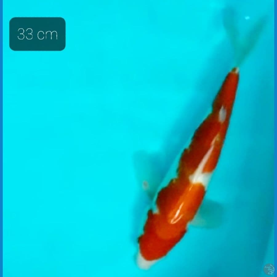 kohaku 33 cm