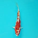 Red Kujaku 24 cm