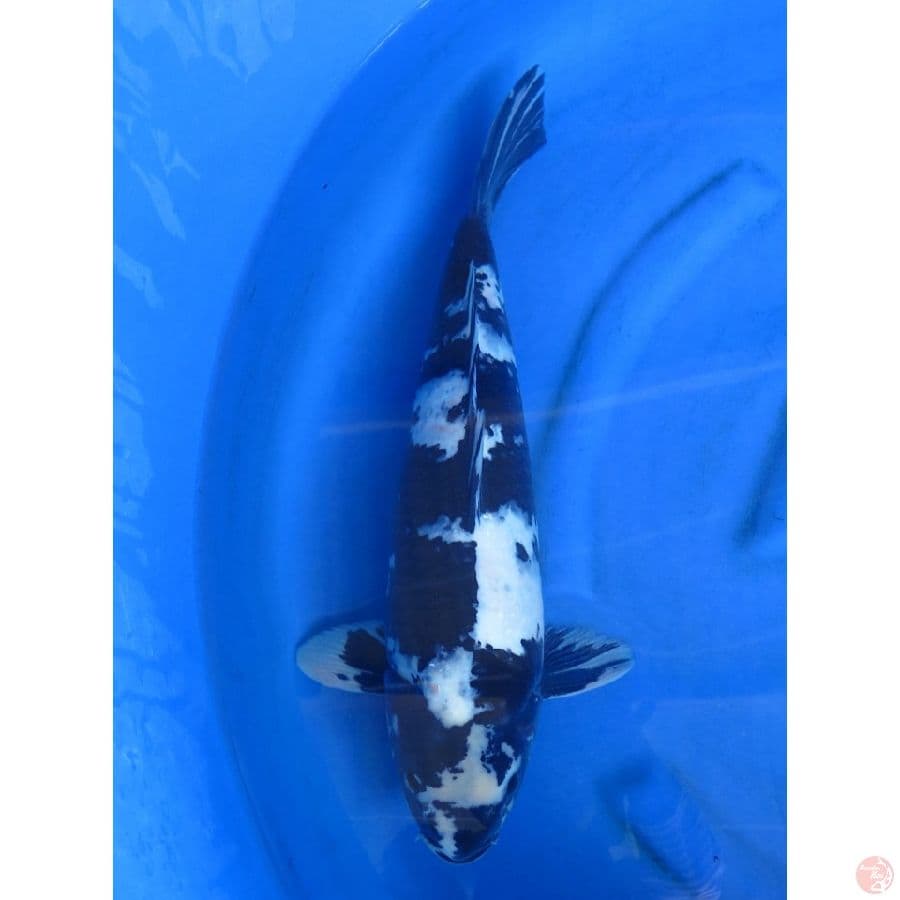 50cm , Jumbo Shiro F1 - Male