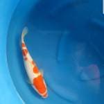 Kohaku kucibeni