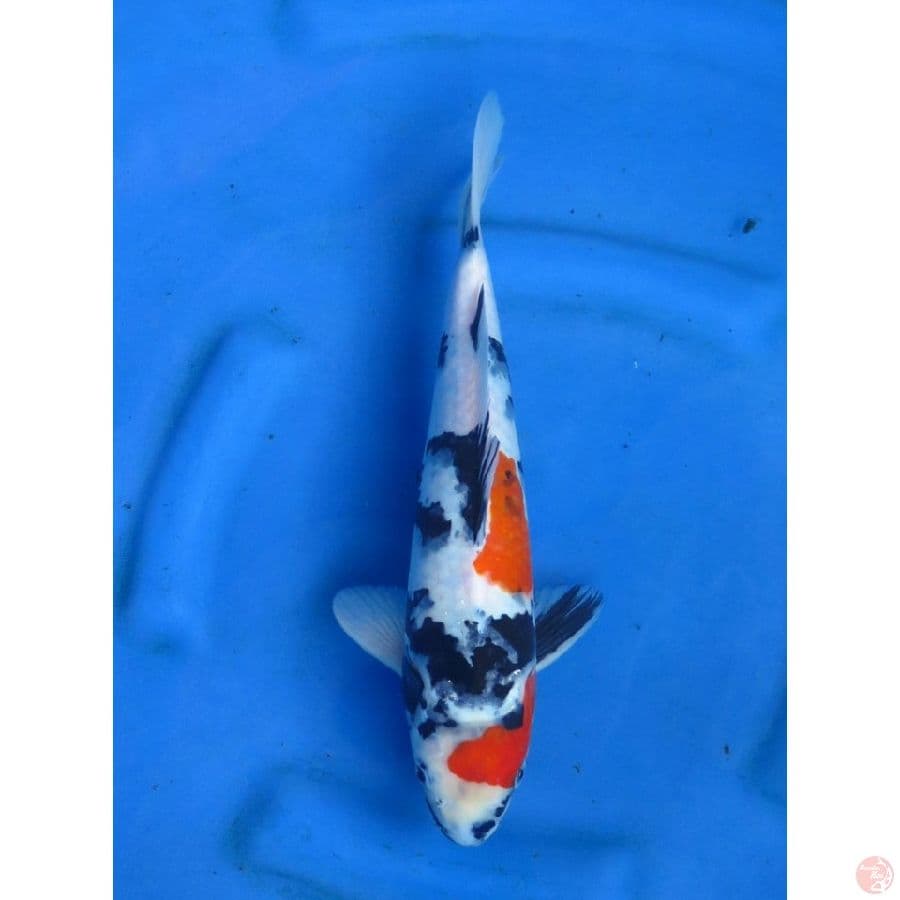 32cm , Kindai Showa Punuk - Male