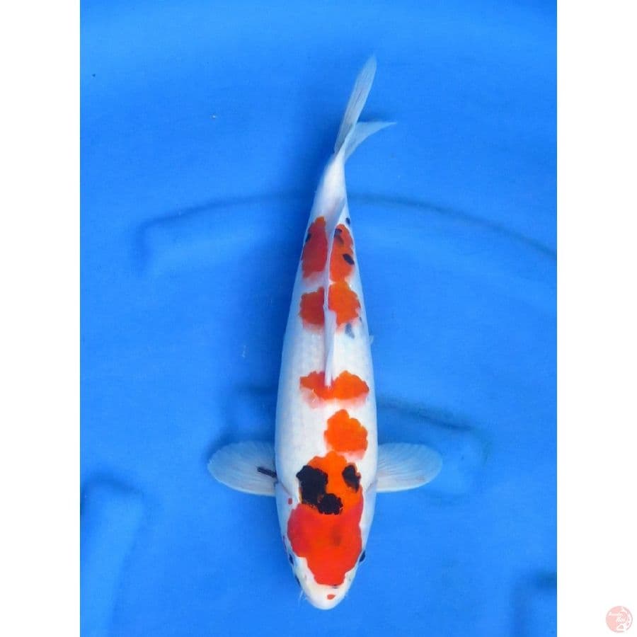 36cm , Taisho Sanke Tategoi