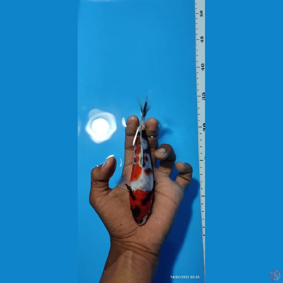 SHOWA 15 CM 