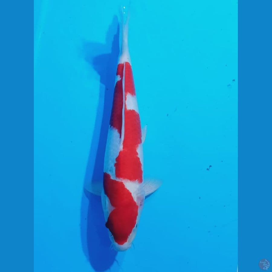 INAZUMA KOHAKU MERAH STRONG