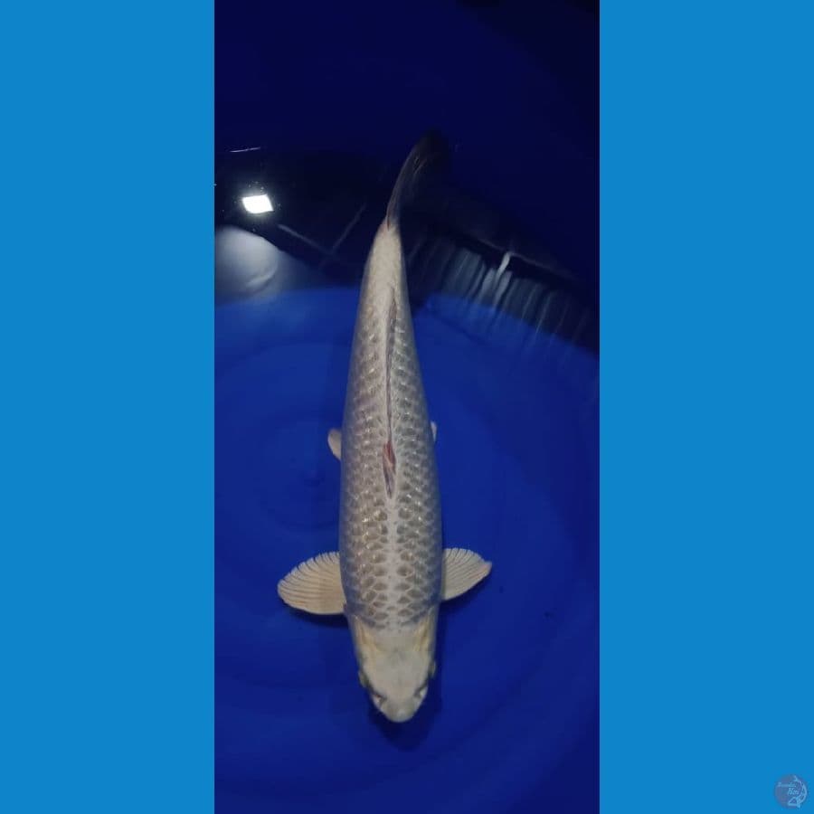 MUKASHI GINDRIN 52CM
