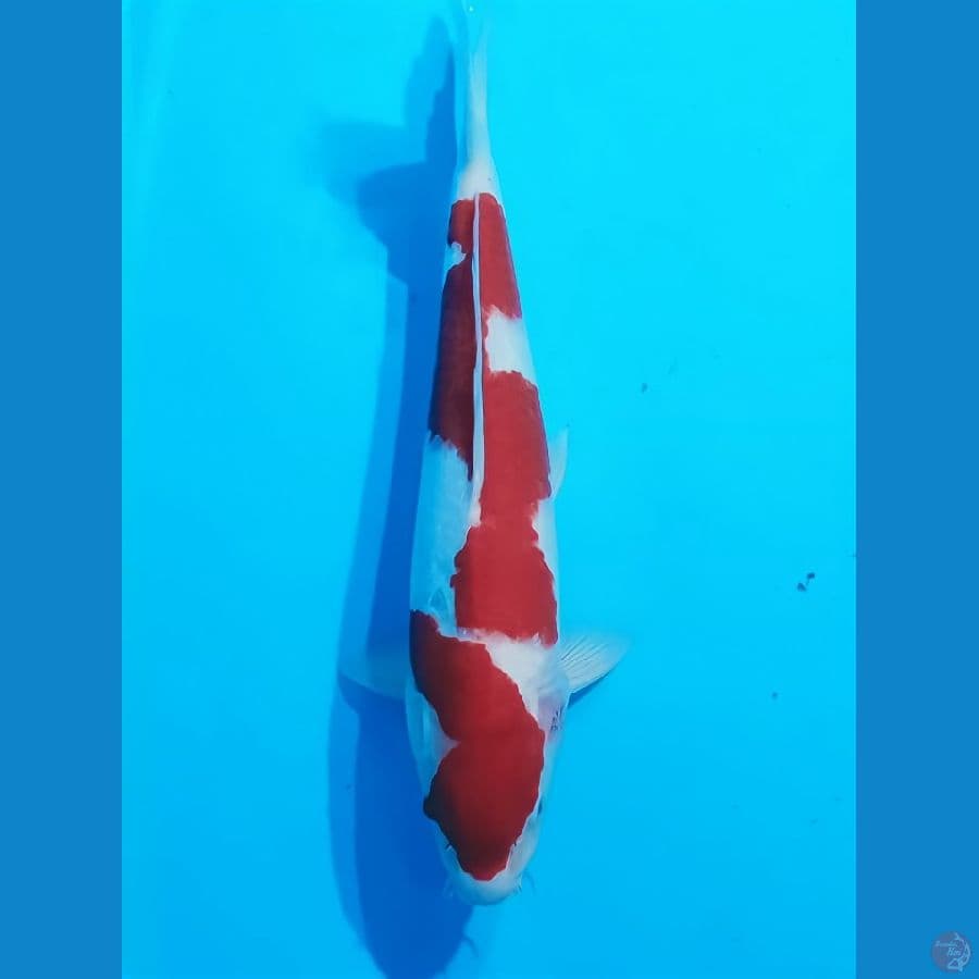 38CM KOHAKU