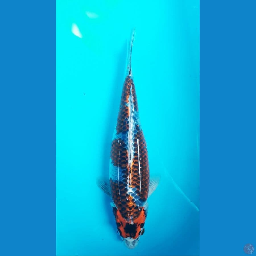 # BENI GINGGA .. 40cm / Calon Indukan istimewa