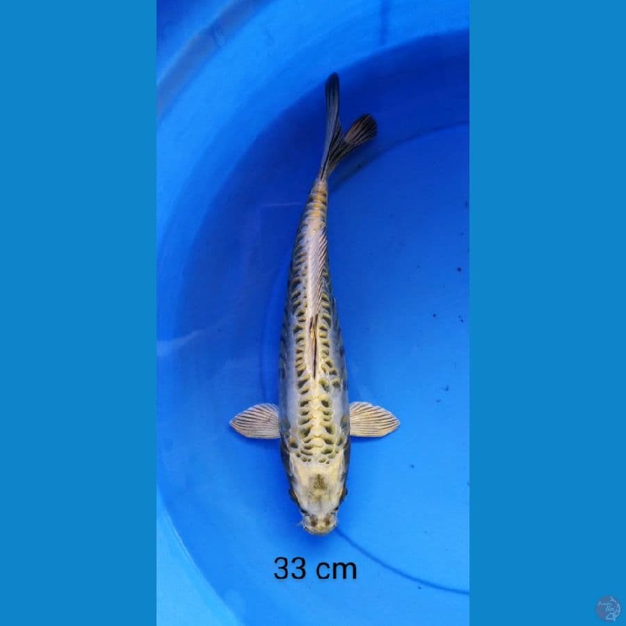 aragoke sisik antik 33 cm