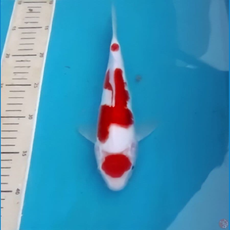 Kohaku