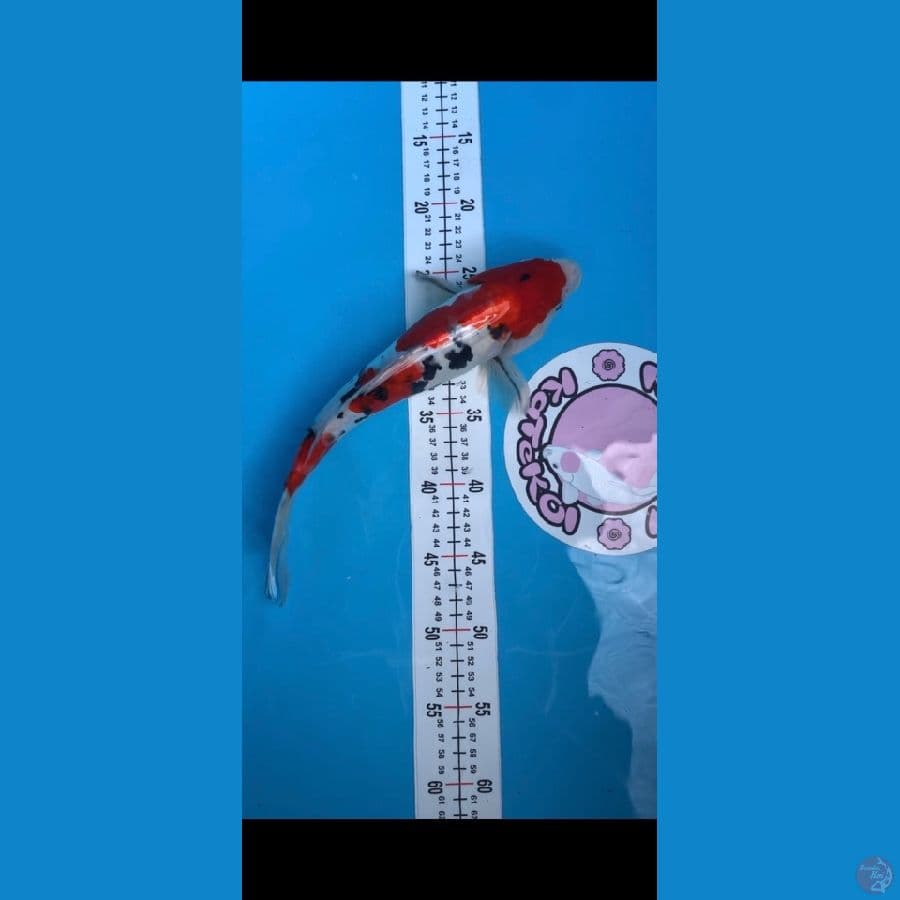 sanke doitsu 33 cm