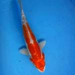 Kikushui 35 cm