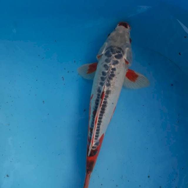 Shusui 37 cm