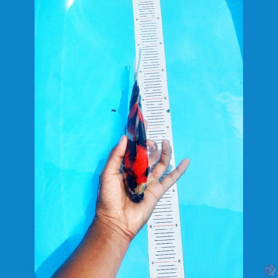 Showa Sanshoku