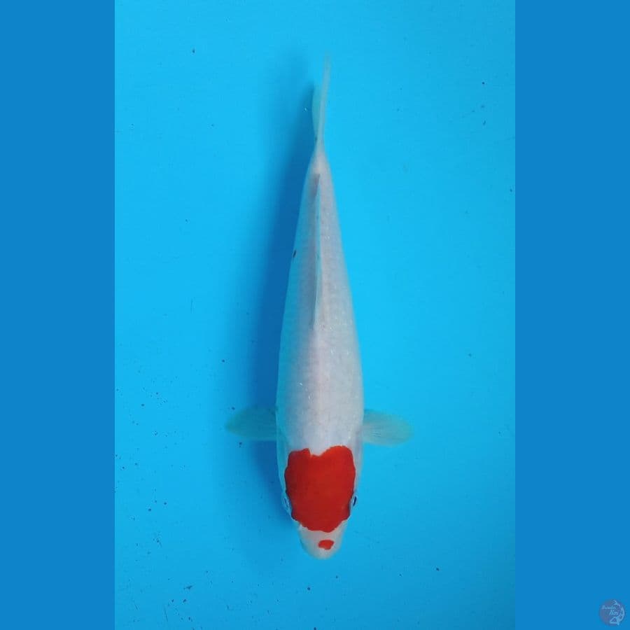 Tancho 23cm