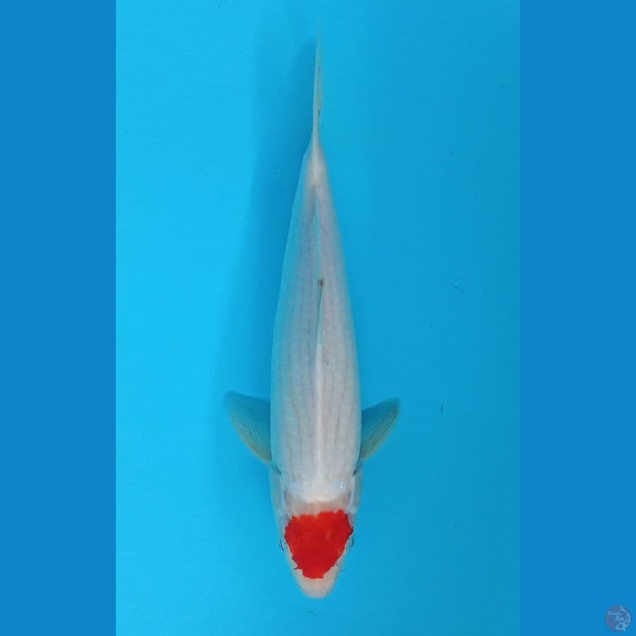 Tancho 29cm