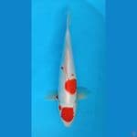 Tancho 45cm 