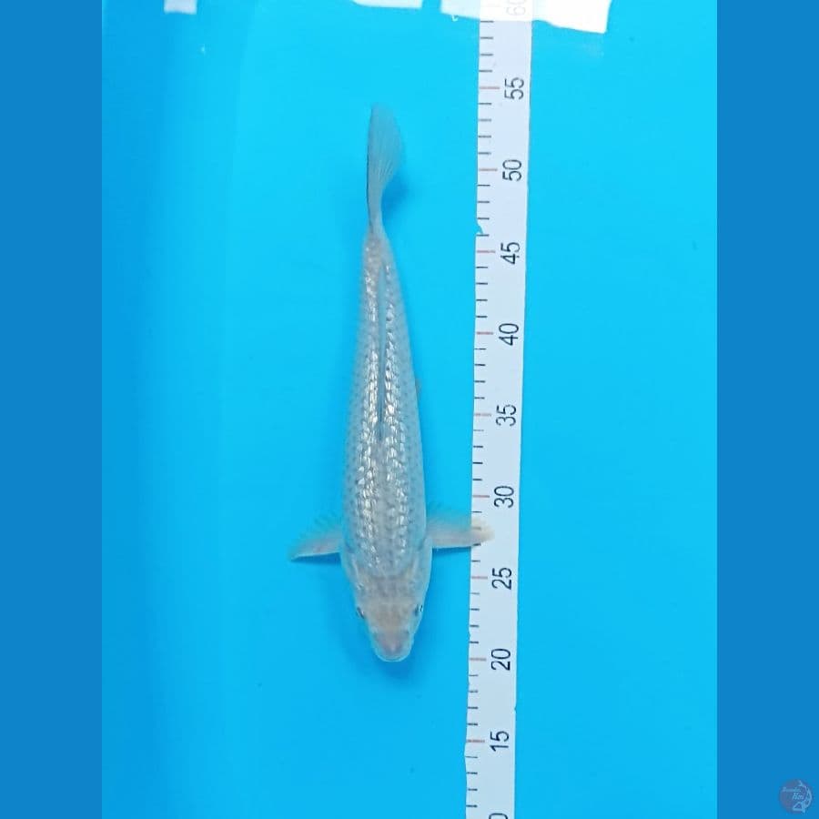 SORAGOI GINDRIN 33 CM 