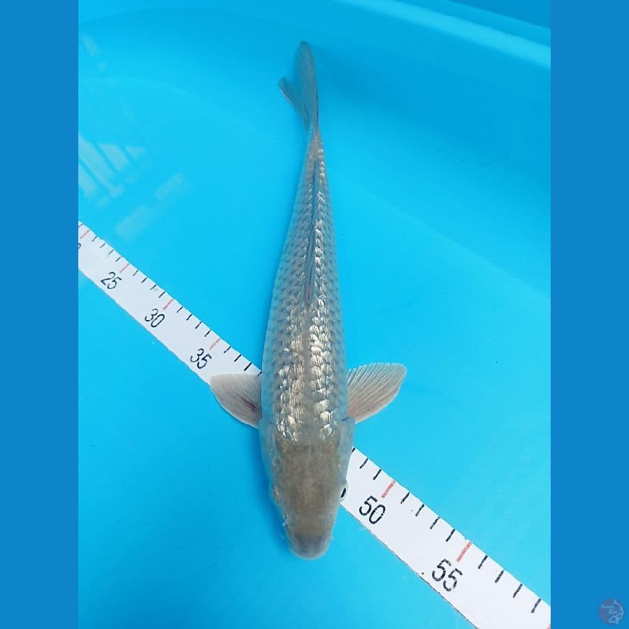 SORAGOI  GINDRIN 35 CM 