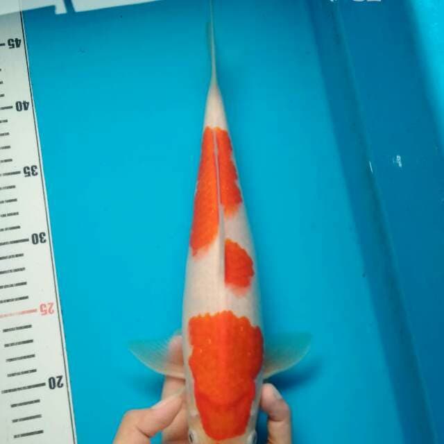 Kohaku