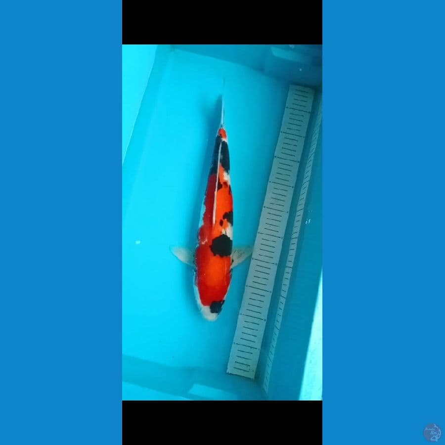 showa 42cm