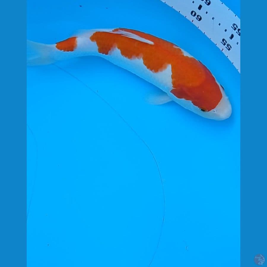 Ori kohaku 30 cm