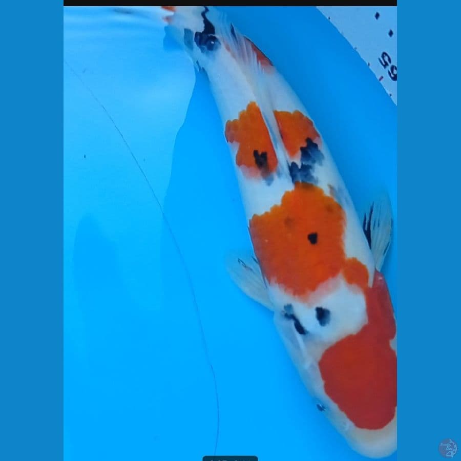 Ori sanke 31 cm