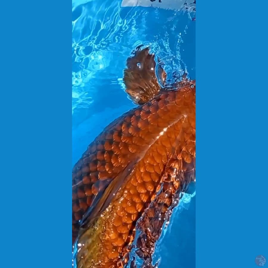 Cagoi ginrin 50 cm