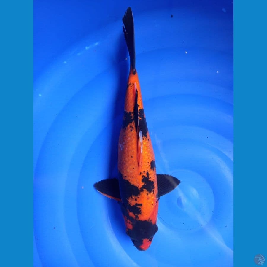 hi utsuri 35cm
