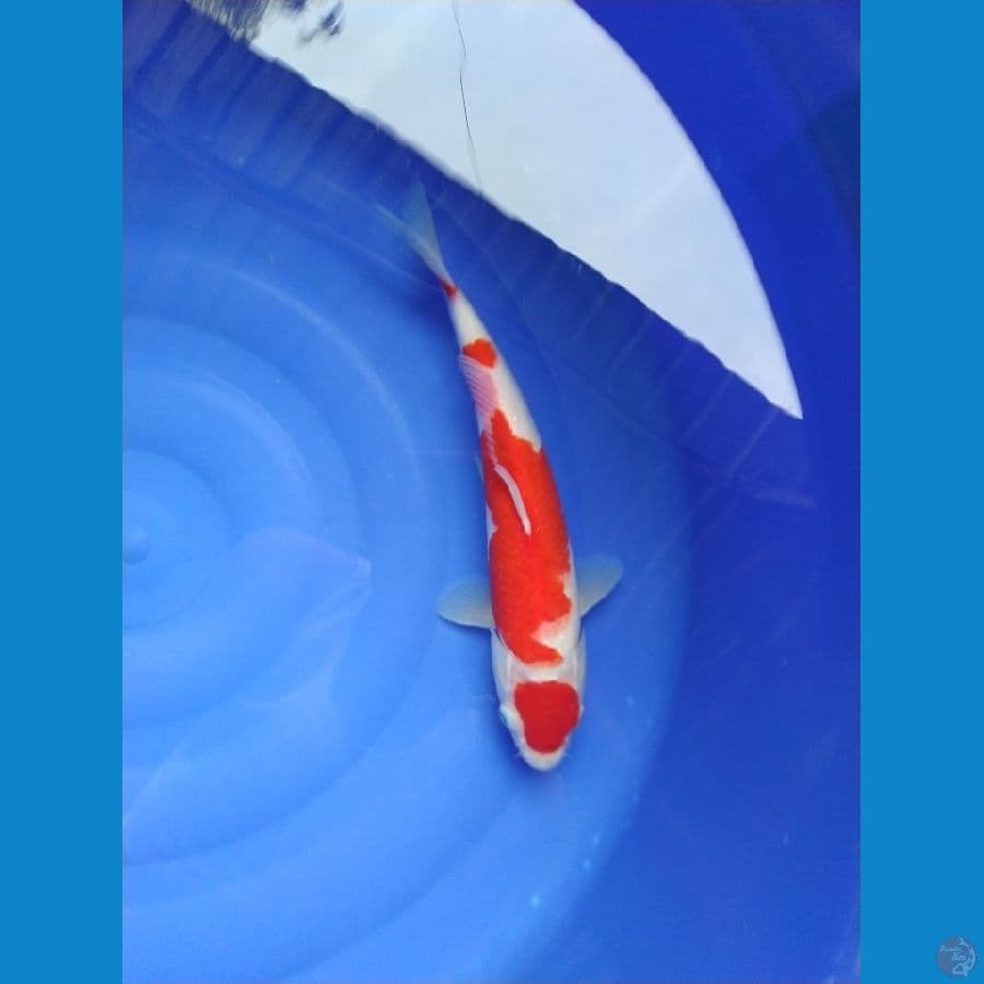 maruten kohaku
