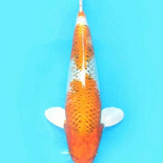 Momo si monter kolam 55cm