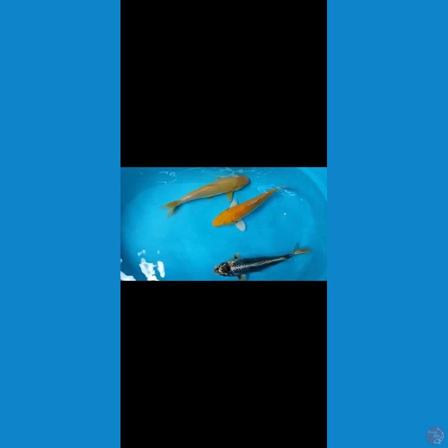 mix polosan 3ekor