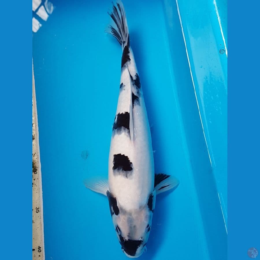 TATEGOI SHIRO BAHAN KEEP 35 CM