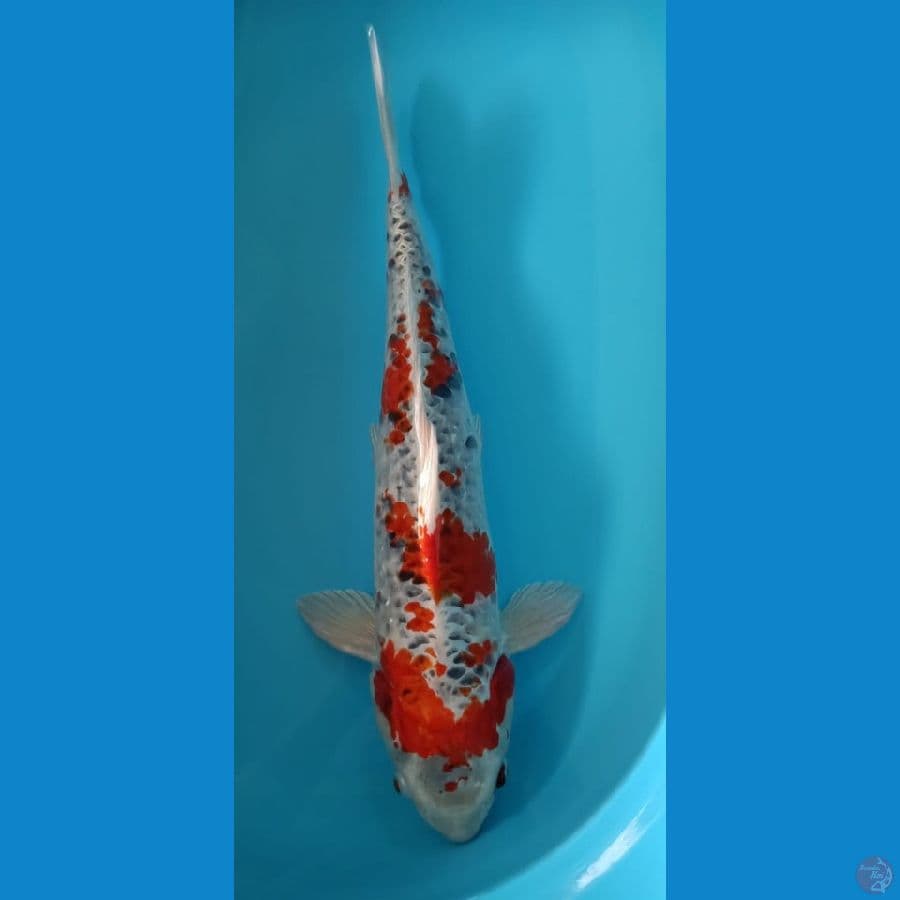 Kujaku Male 51cm®