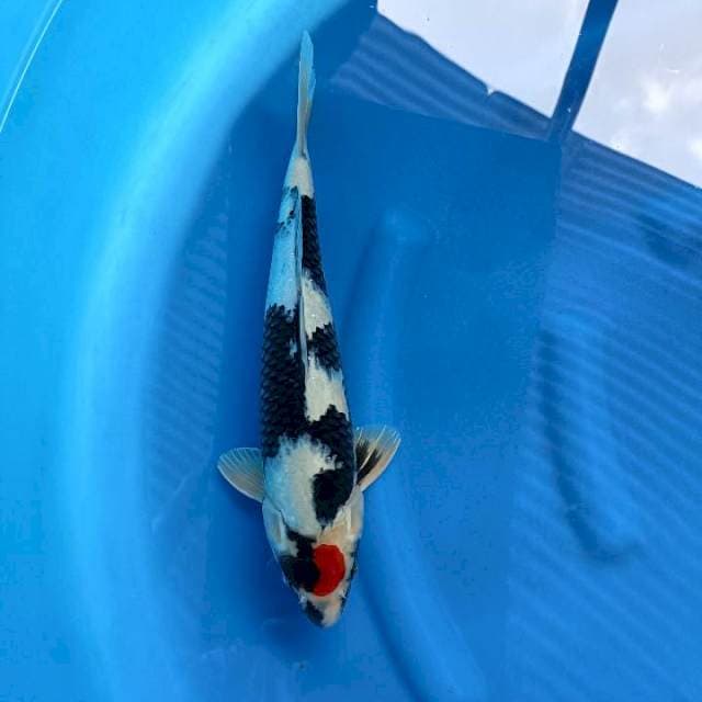 tAnco Showa 37cm male