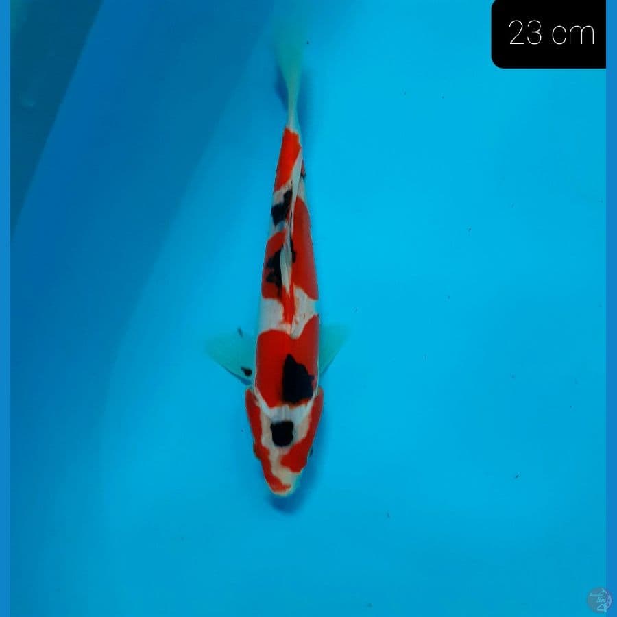 *SANKE 23 CM*