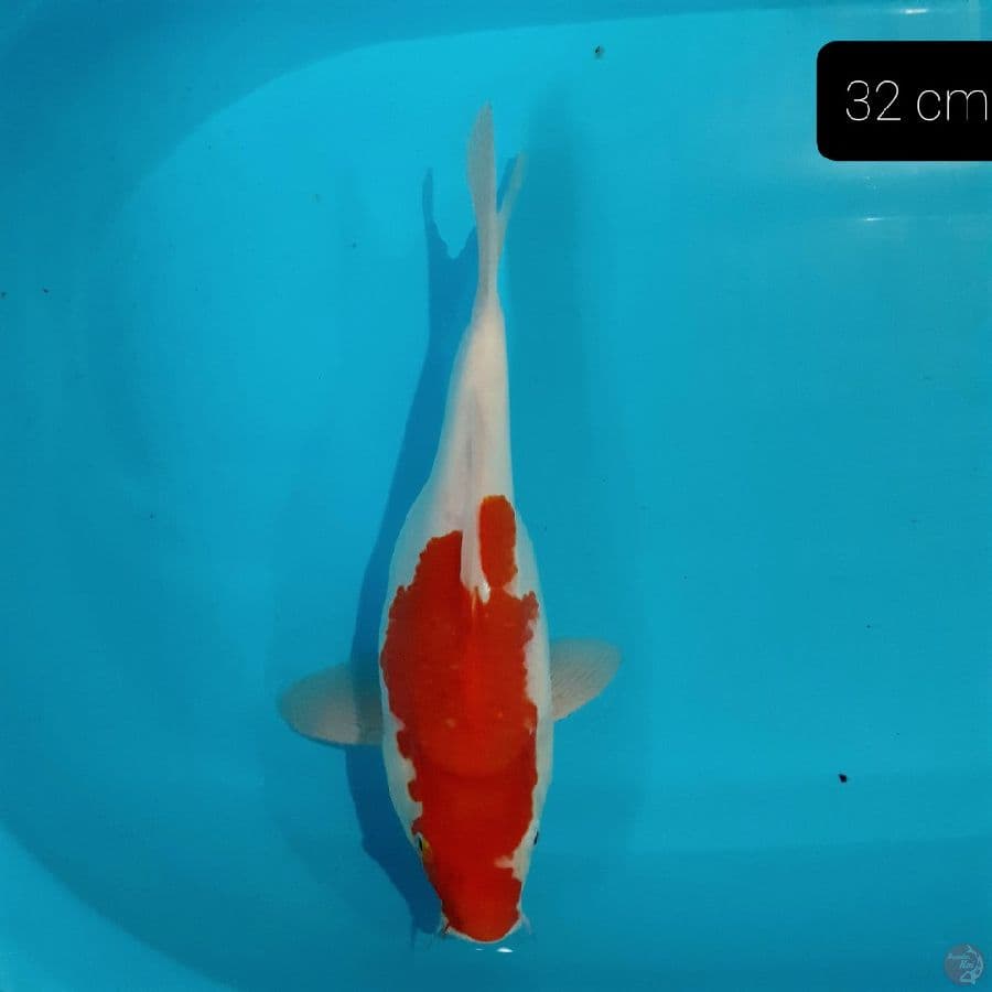 *SHORT BODY 31CM*