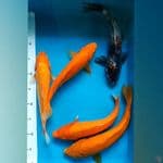 mix 28-35cm