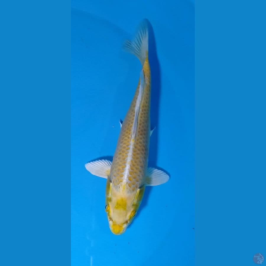 Yamabuki ogon good skin
