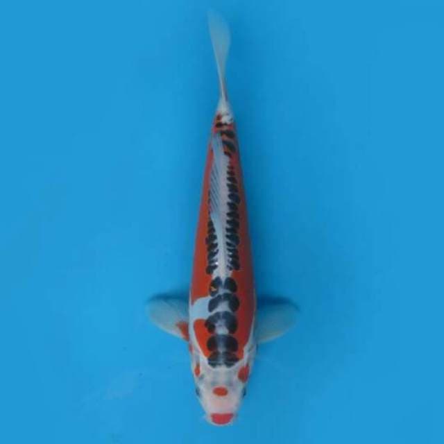 30cm Male Tosai - F1 Hanna Shusui Hq
